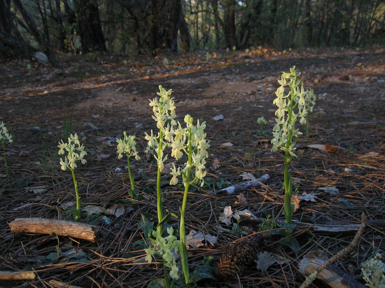 Orchis provincialis